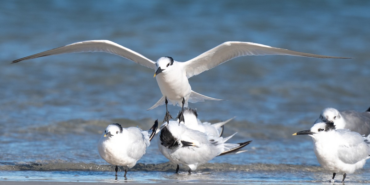 Sandwich Tern - ML644438430