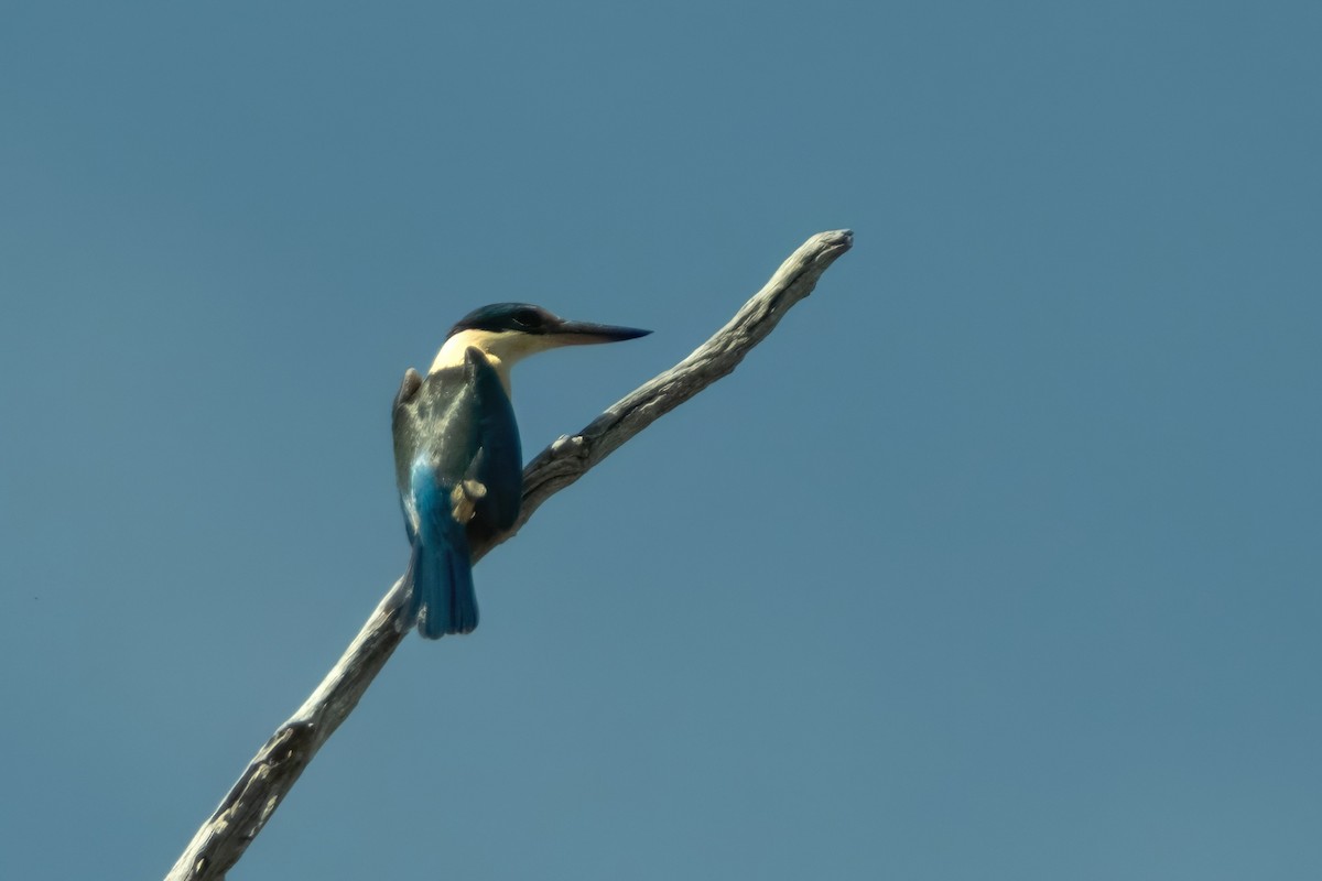 Sacred Kingfisher - ML644438435