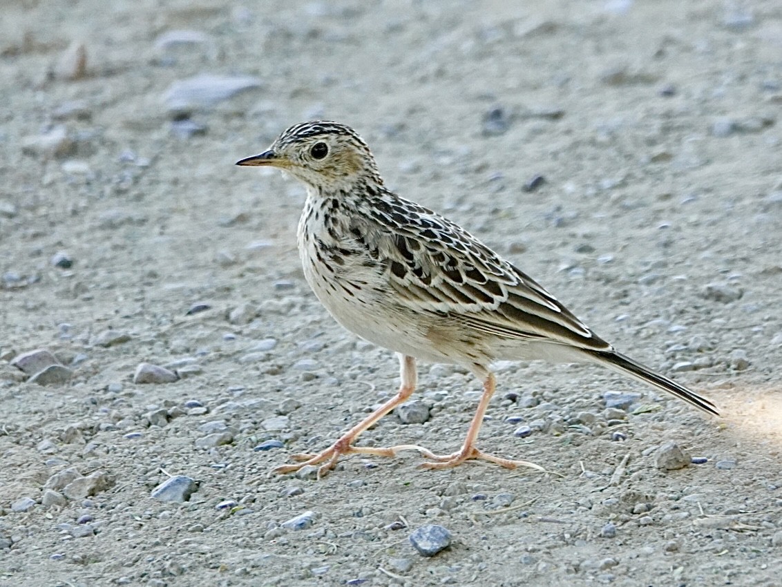 Sprague's Pipit - ML644438439