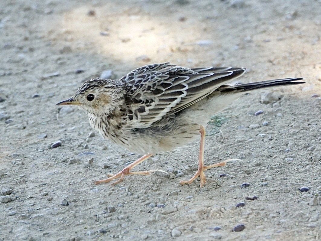 Sprague's Pipit - ML644438440