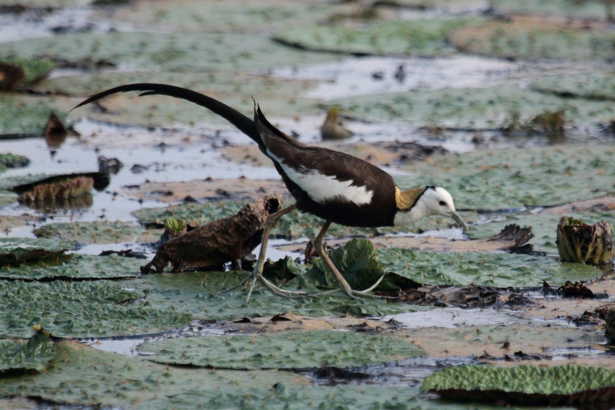 Фазанохвостая якана - ML644438447