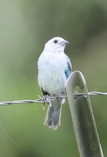 Blue-gray Tanager - ML644438448