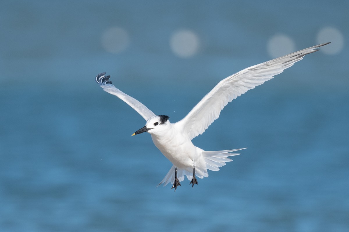 Sandwich Tern - ML644438452