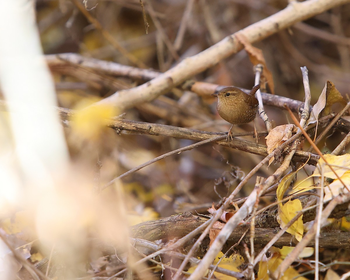 Winter Wren - ML644438453
