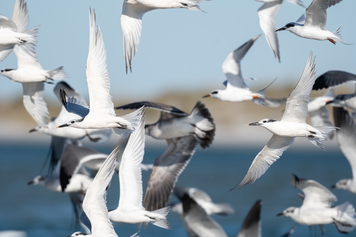 Sandwich Tern - ML644438460
