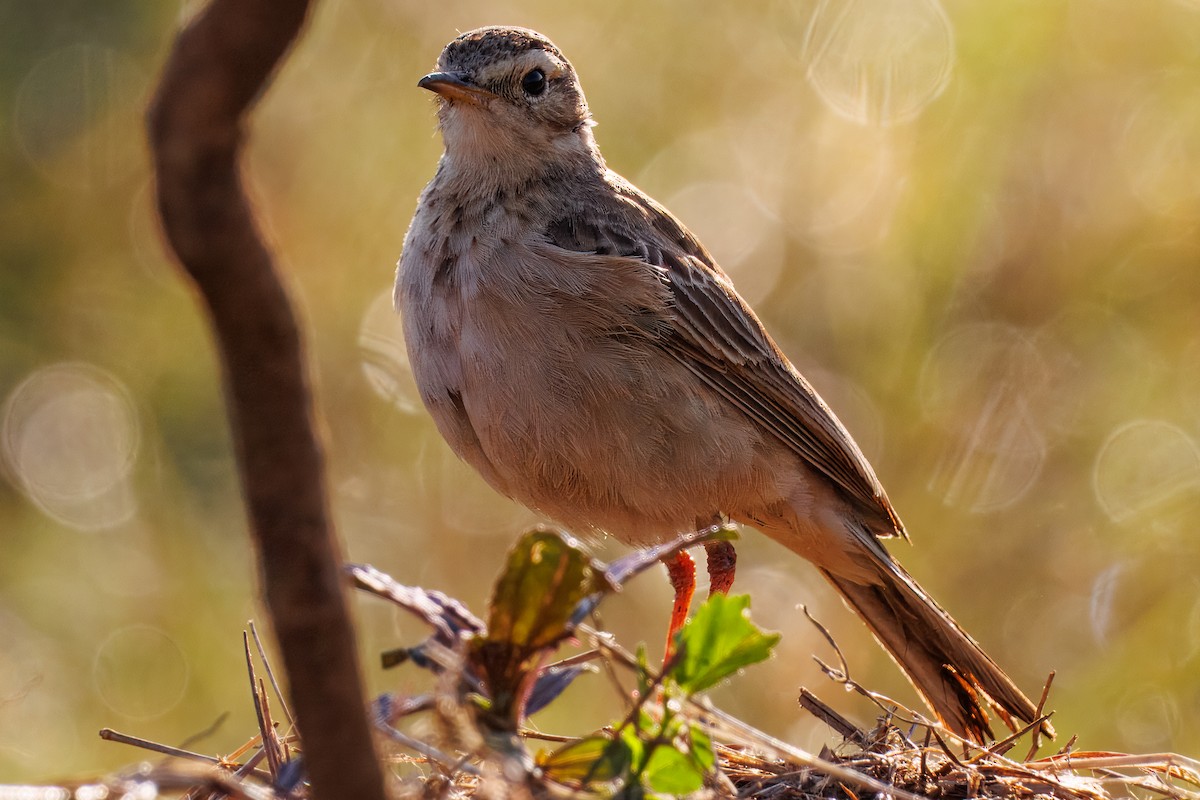 ハシナガビンズイ - ML644438463