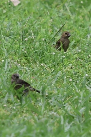 Variable Seedeater - ML644438464