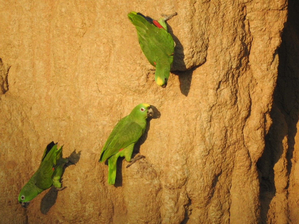 Yellow-crowned Amazon - ML644438473