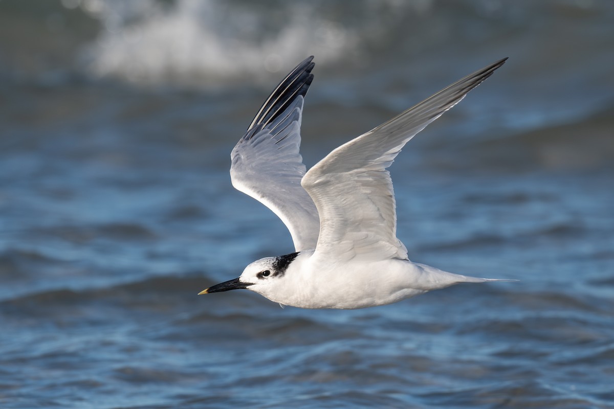 Sandwich Tern - ML644438474