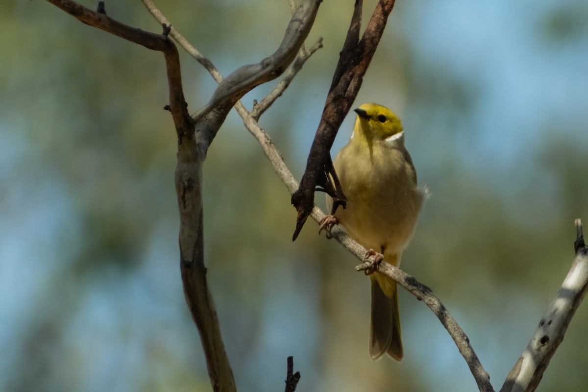 White-plumed Honeyeater - ML644438492