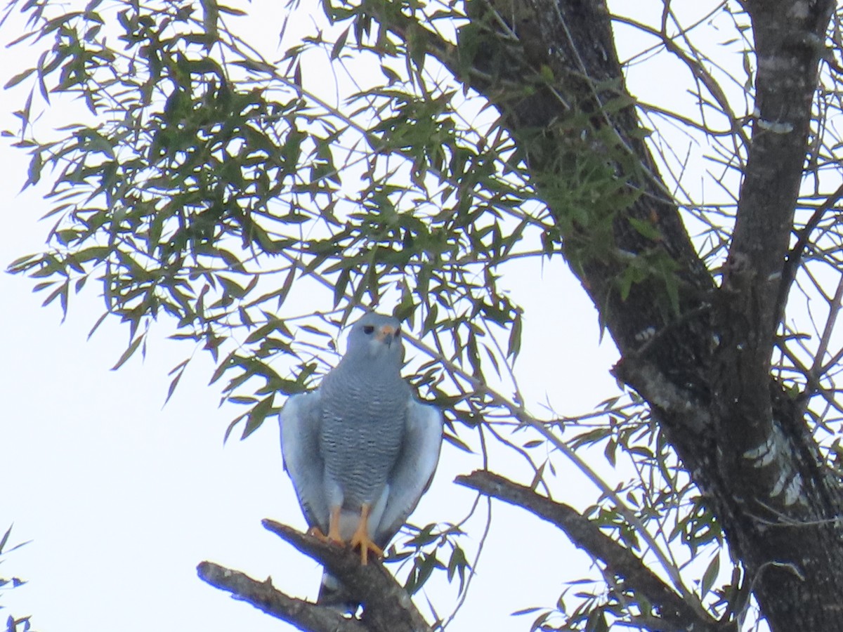 Gray Hawk - ML644438493