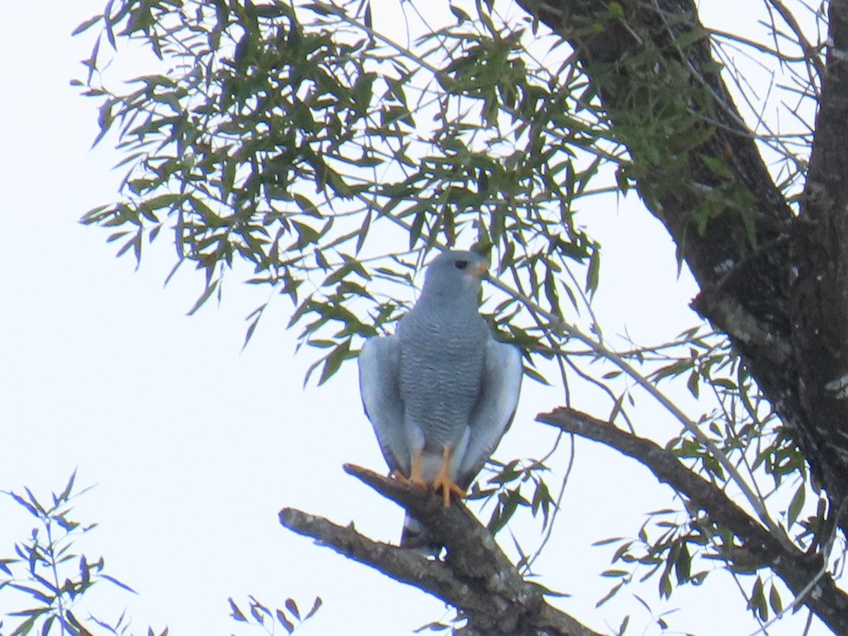 Gray Hawk - ML644438494