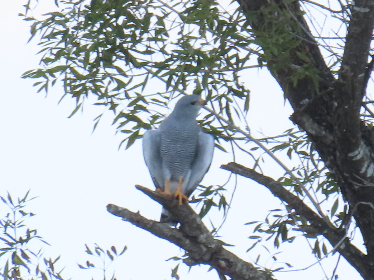 Gray Hawk - ML644438495