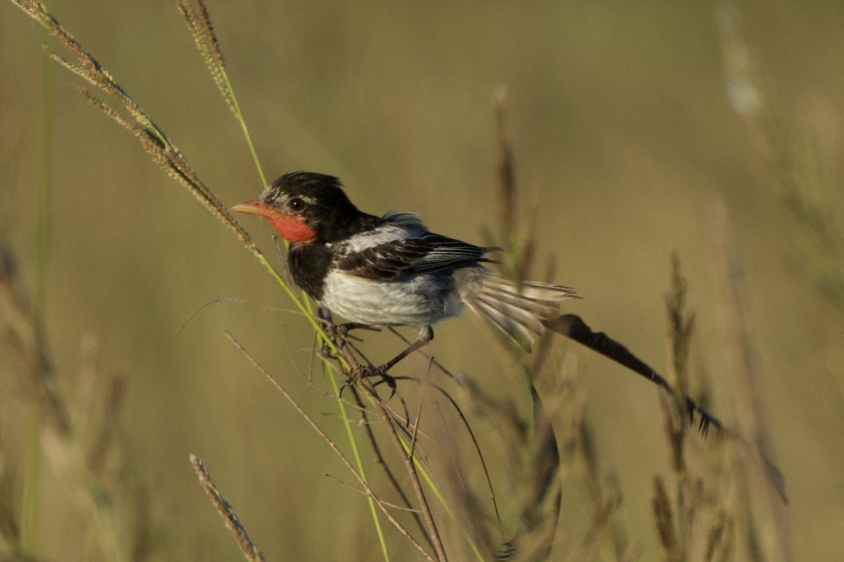 Strange-tailed Tyrant - ML644438501