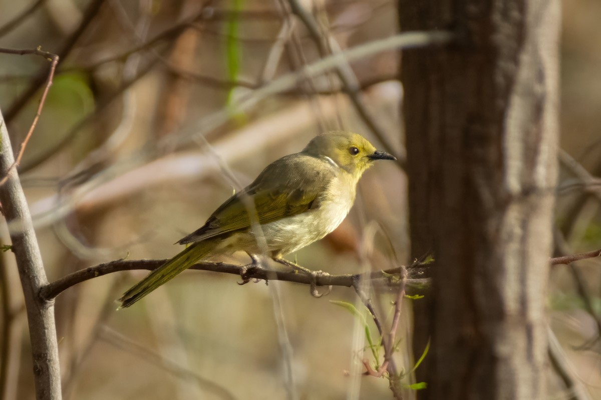 White-plumed Honeyeater - ML644438506