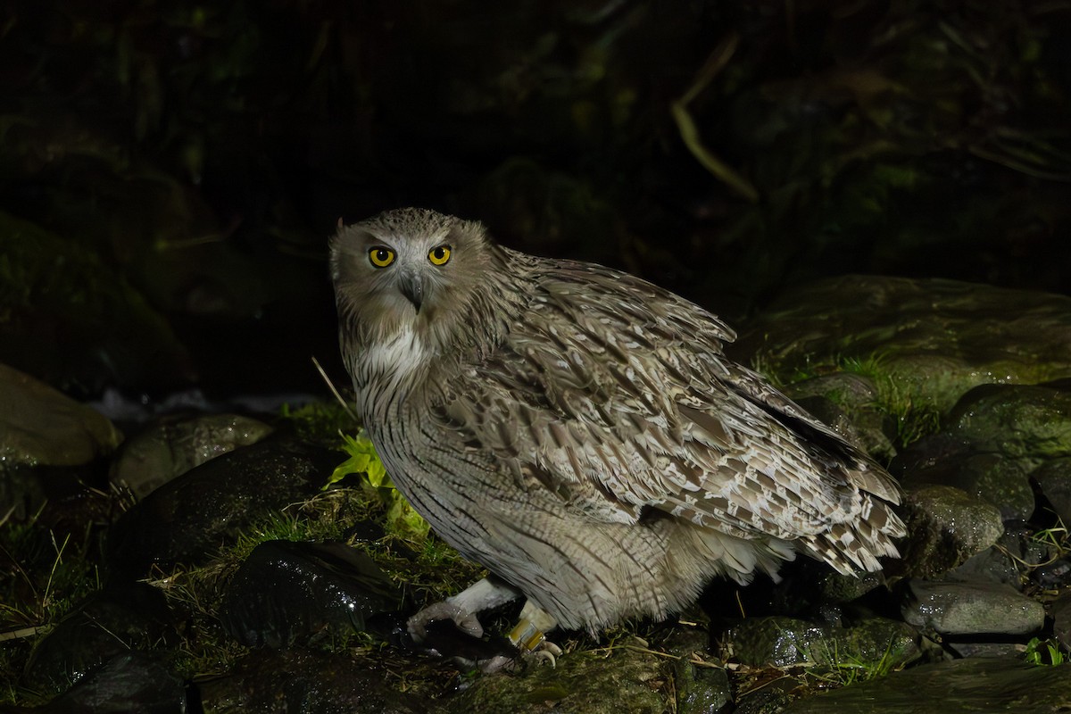 Blakiston's Fish-Owl - ML644438518