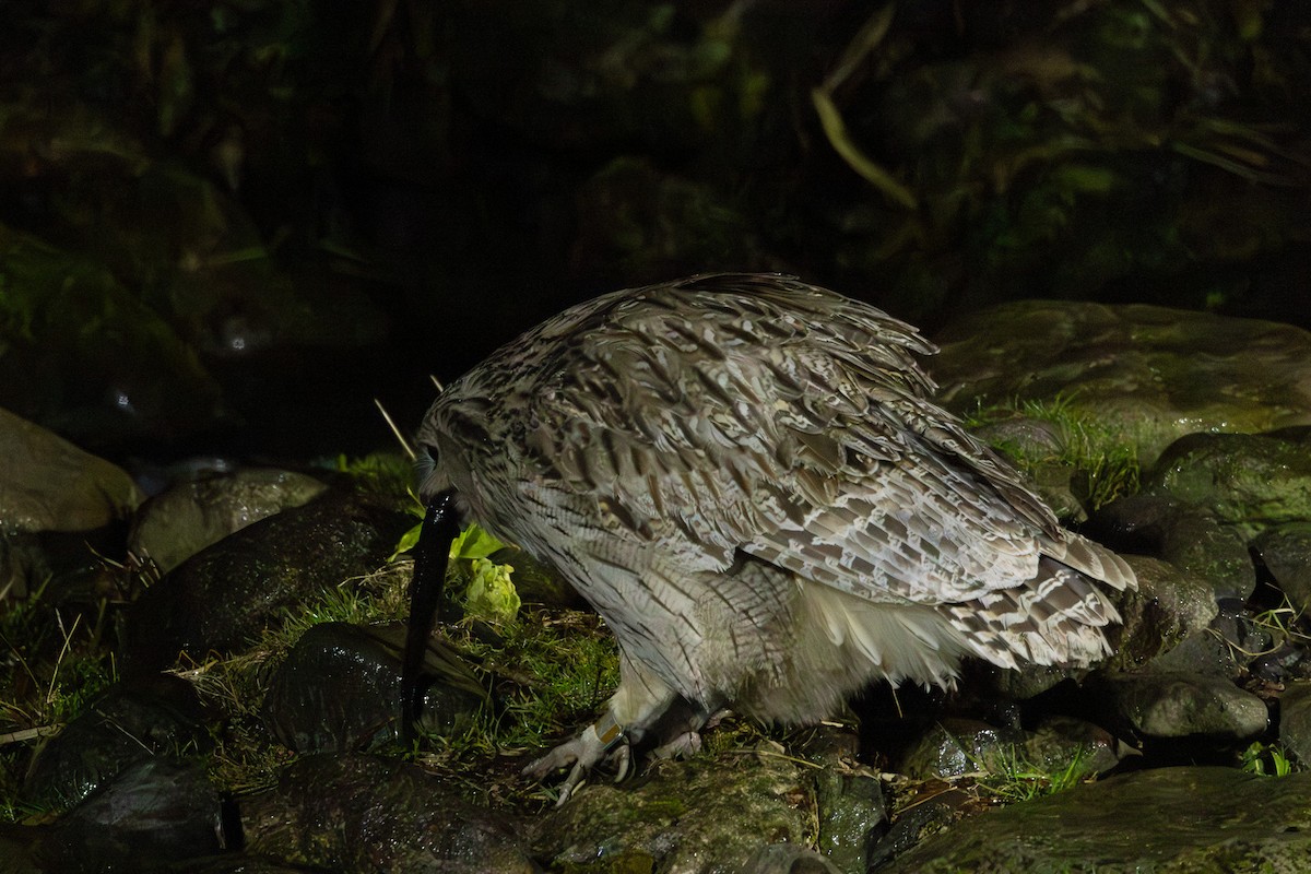 Blakiston's Fish-Owl - ML644438526