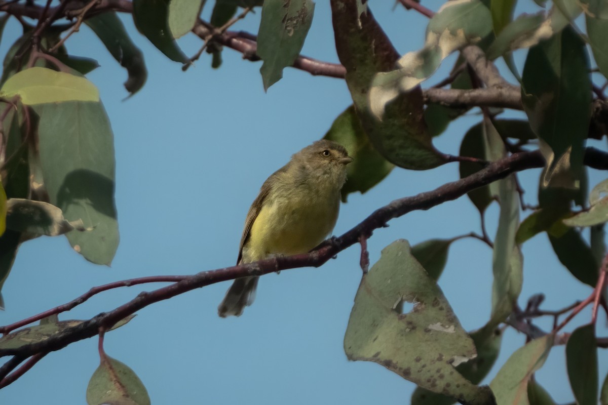 stumpnebb - ML644438528