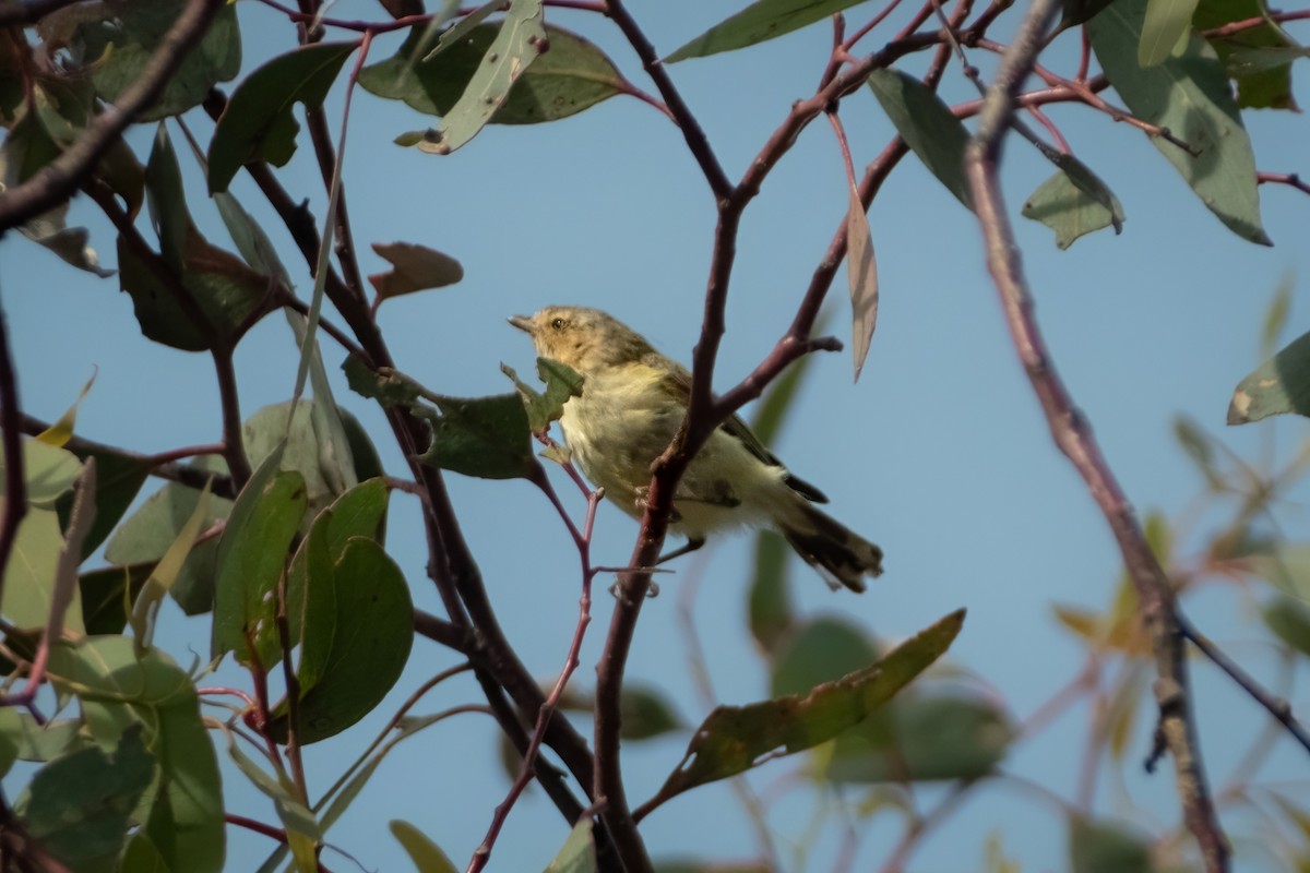 stumpnebb - ML644438529