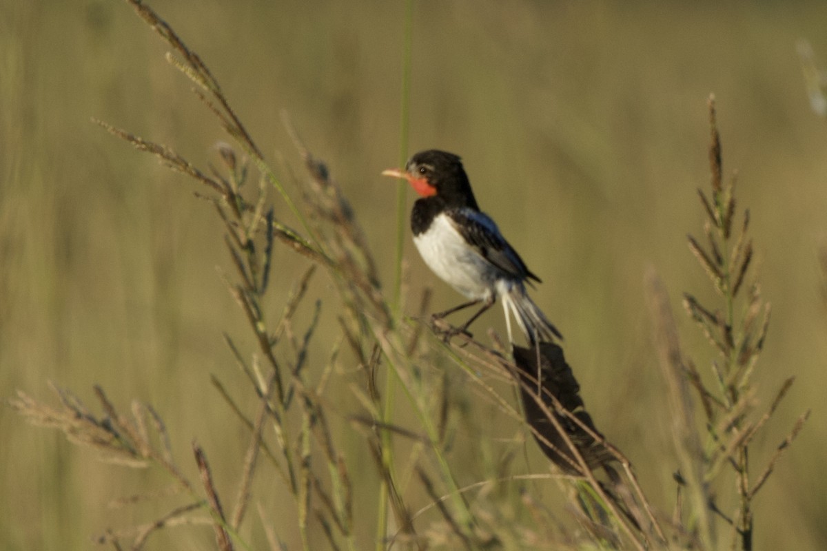 Strange-tailed Tyrant - ML644438534
