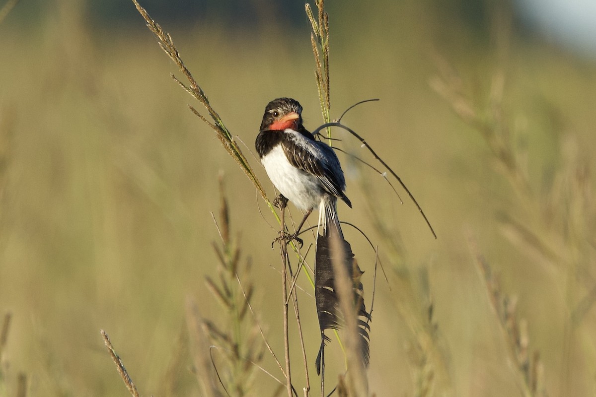 Strange-tailed Tyrant - ML644438551