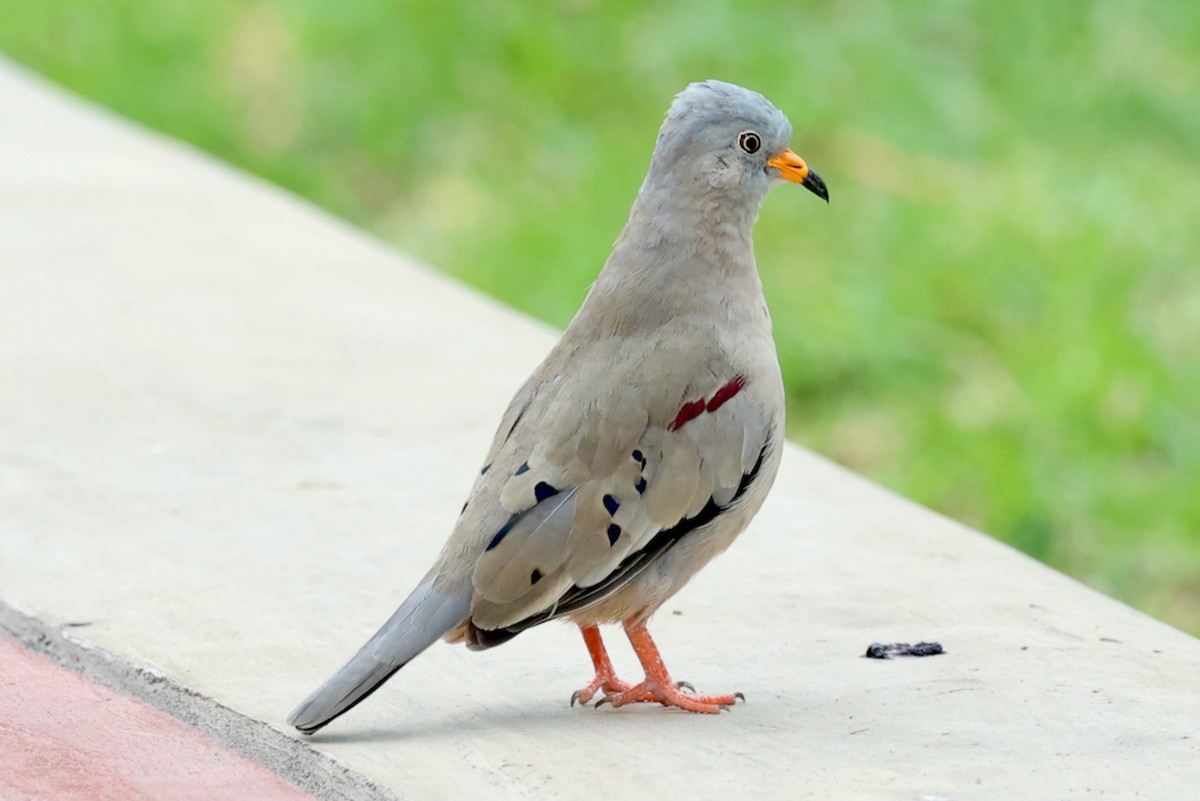 kvekkedue - ML644438553