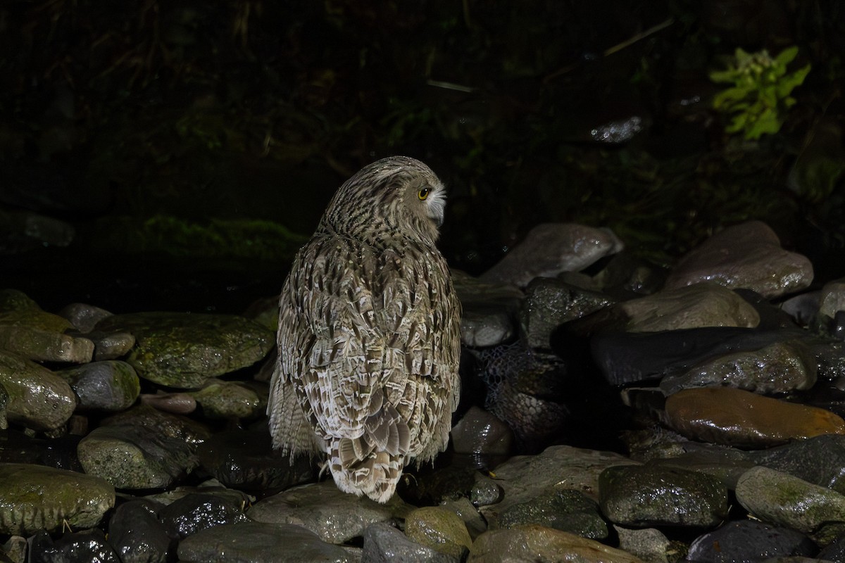 Blakiston's Fish-Owl - ML644438570