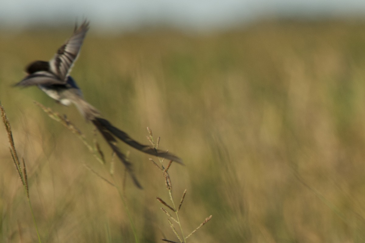 Strange-tailed Tyrant - ML644438577