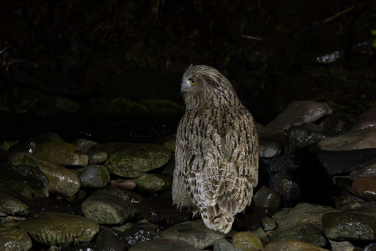 Blakiston's Fish-Owl - ML644438578