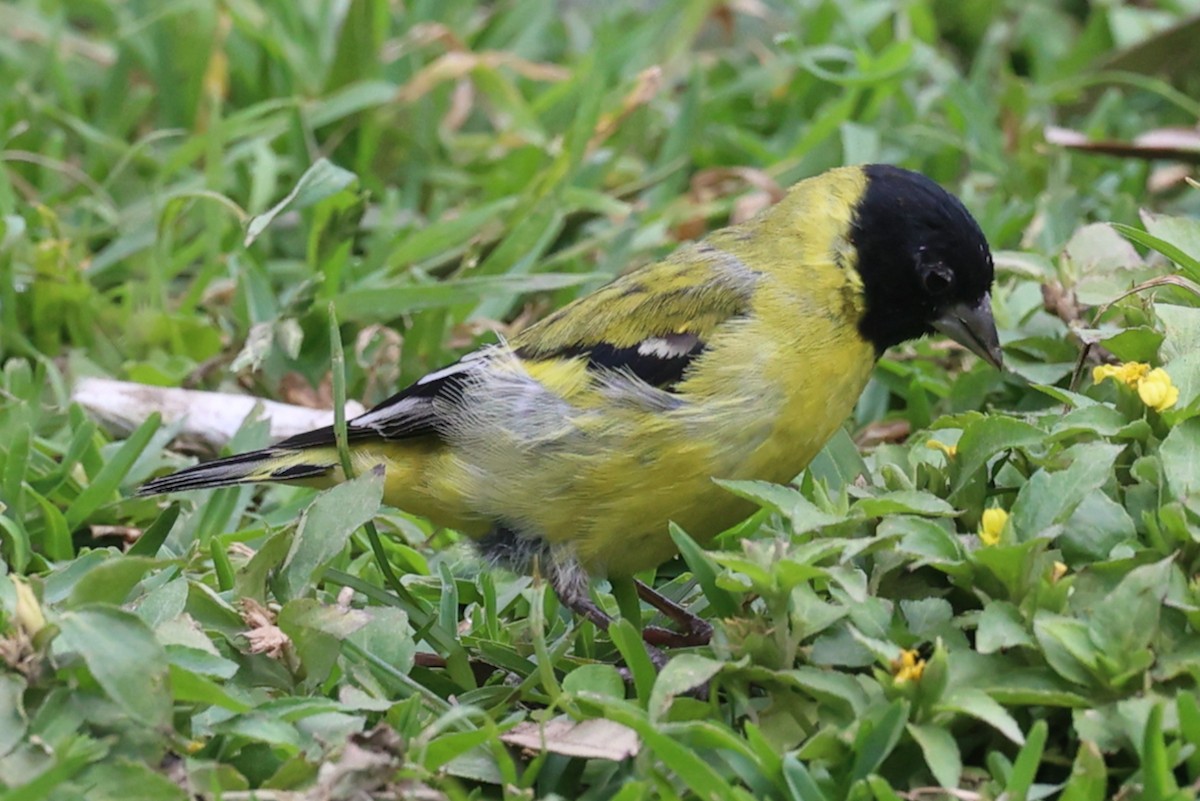 čížek jihoamerický - ML644438579