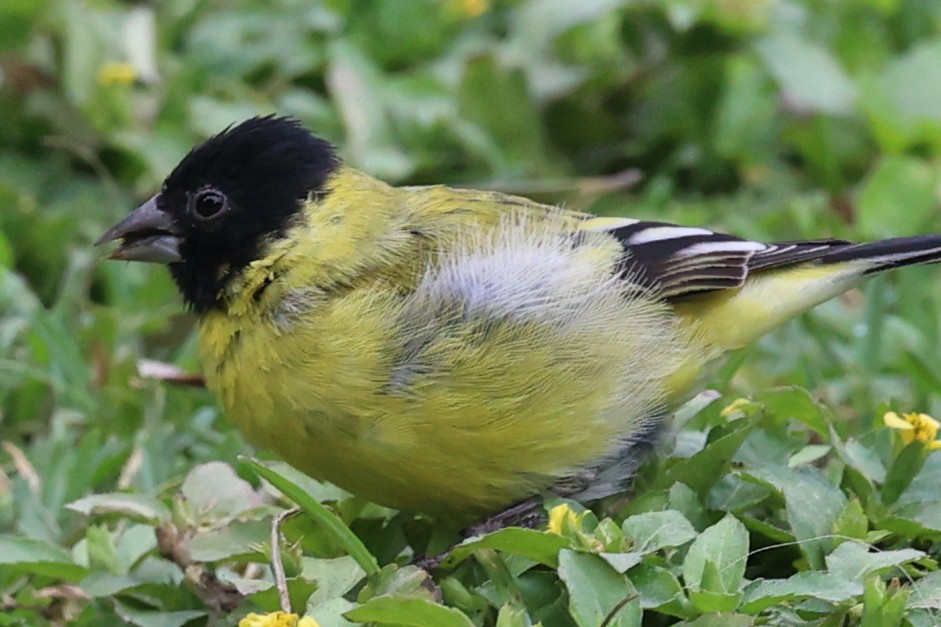 čížek jihoamerický - ML644438580