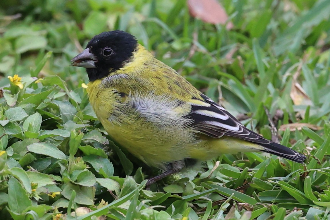 čížek jihoamerický - ML644438582