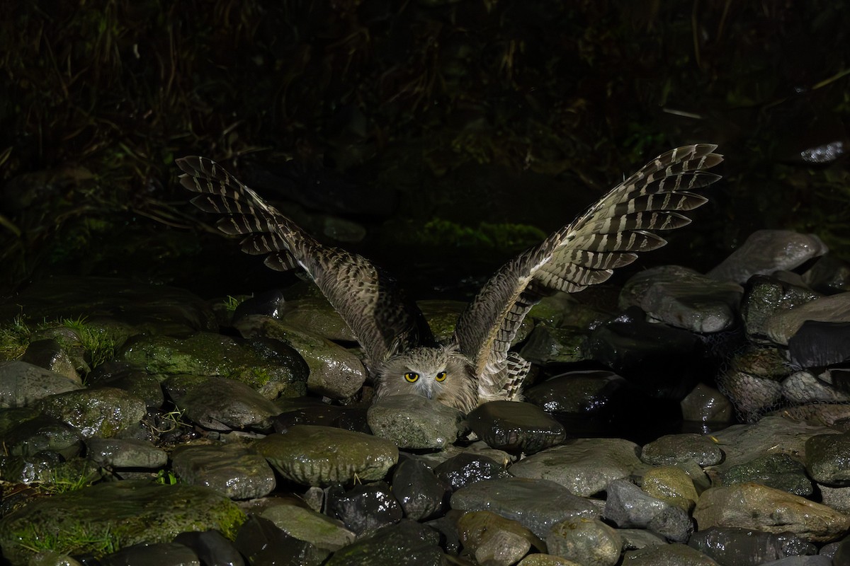 Blakiston's Fish-Owl - ML644438585