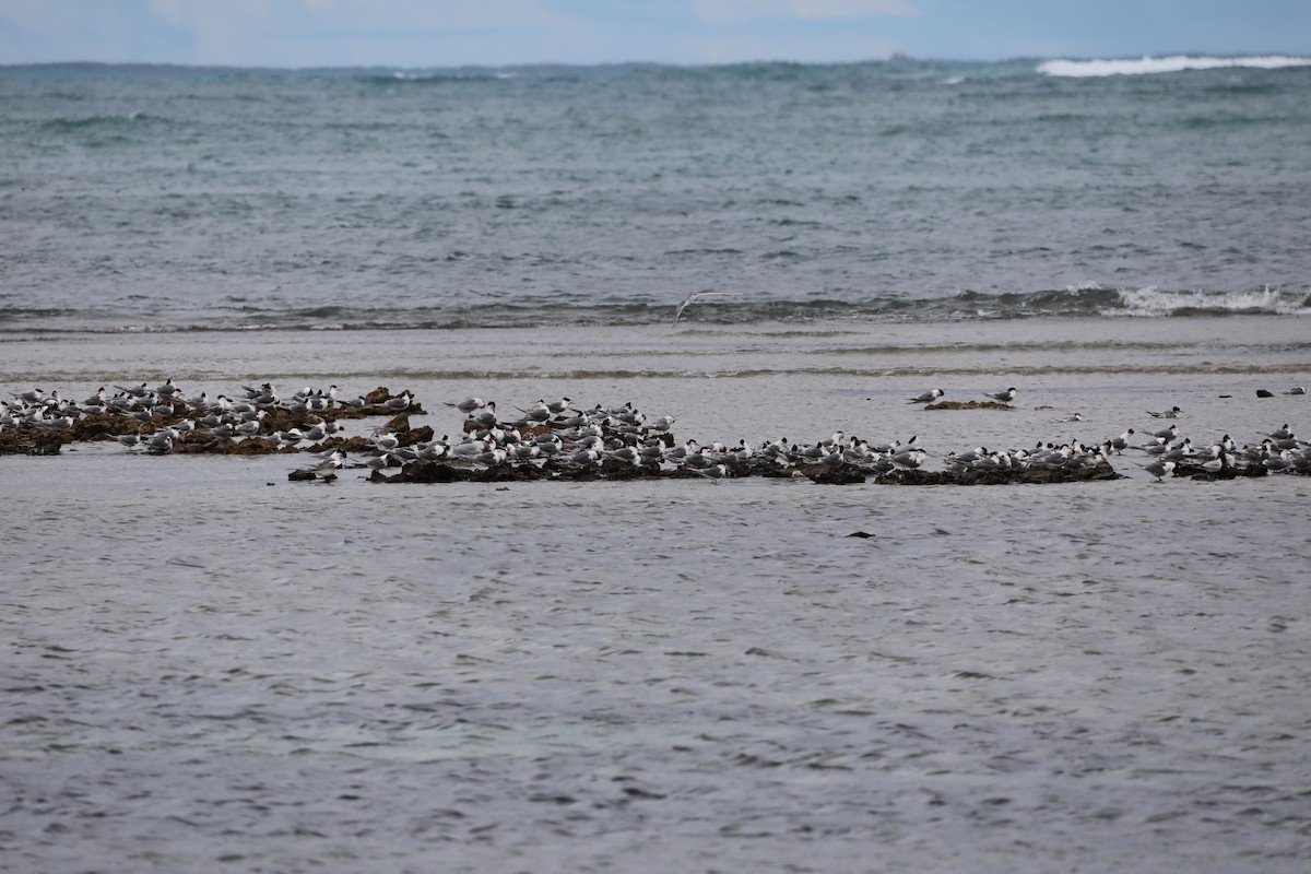 Caspian Tern - ML644438589