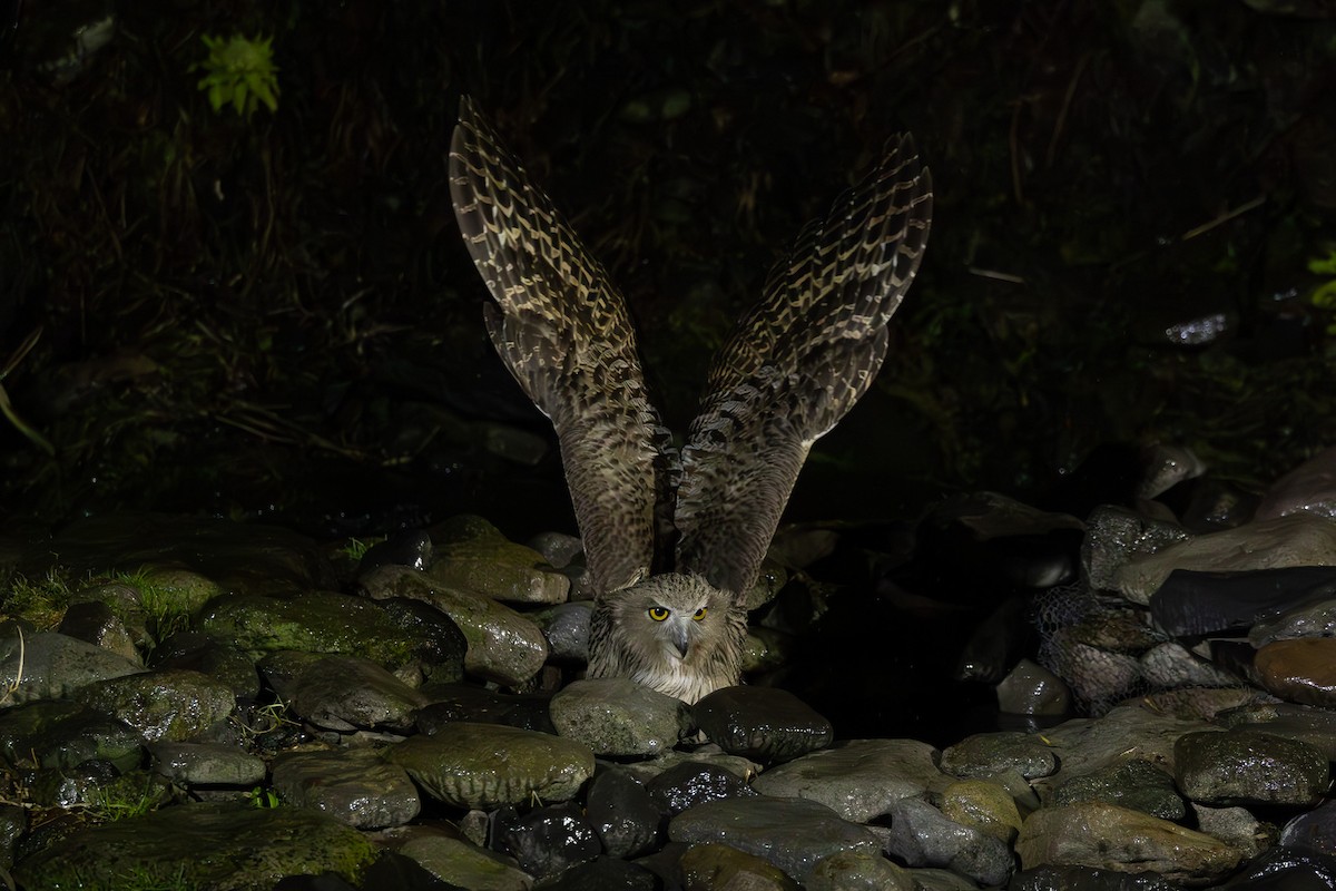 Blakiston's Fish-Owl - ML644438594