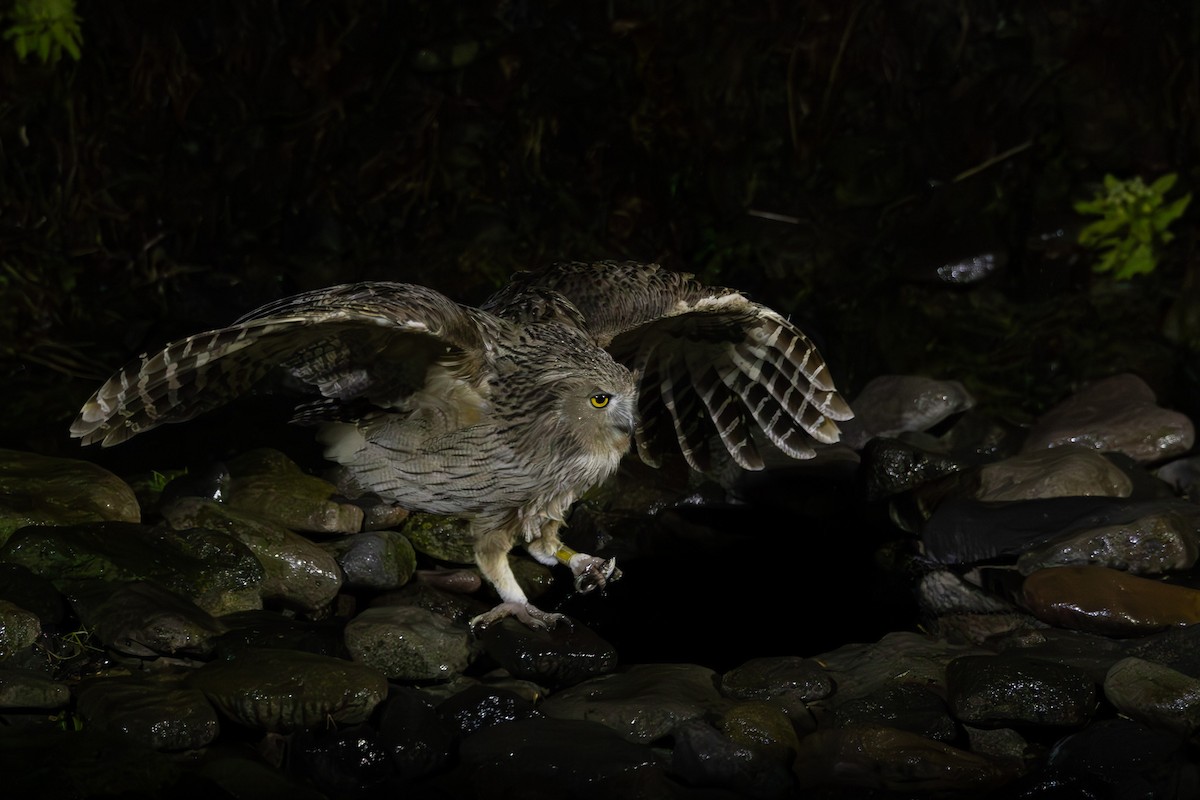 Blakiston's Fish-Owl - ML644438600