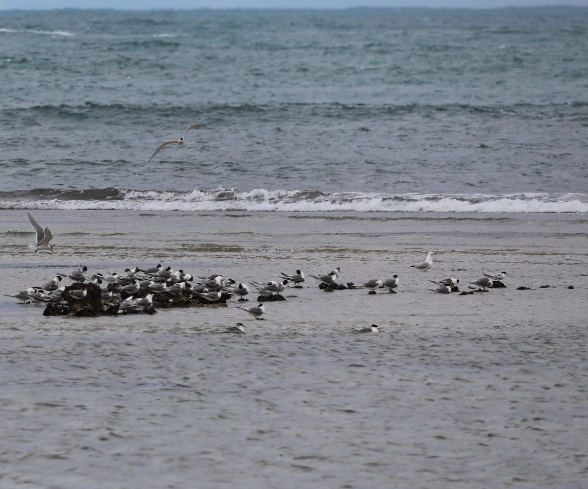 White-fronted Tern - ML644438601