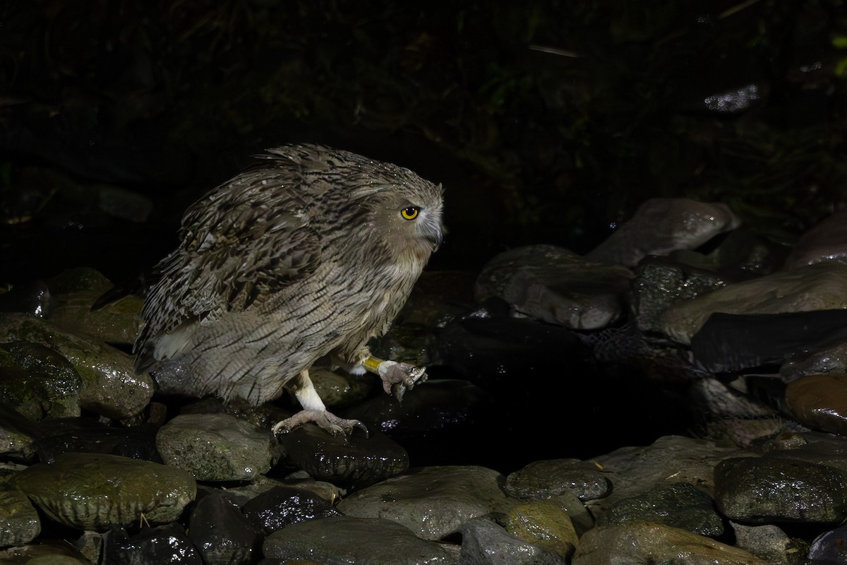Blakiston's Fish-Owl - ML644438610