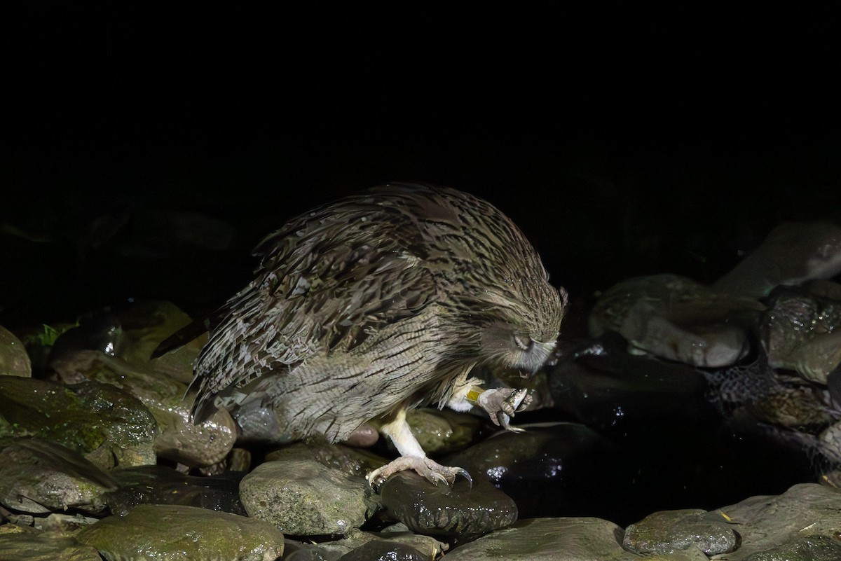 Blakiston's Fish-Owl - ML644438620