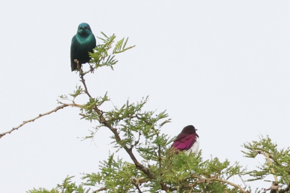 Violet-backed Starling - ML644438621