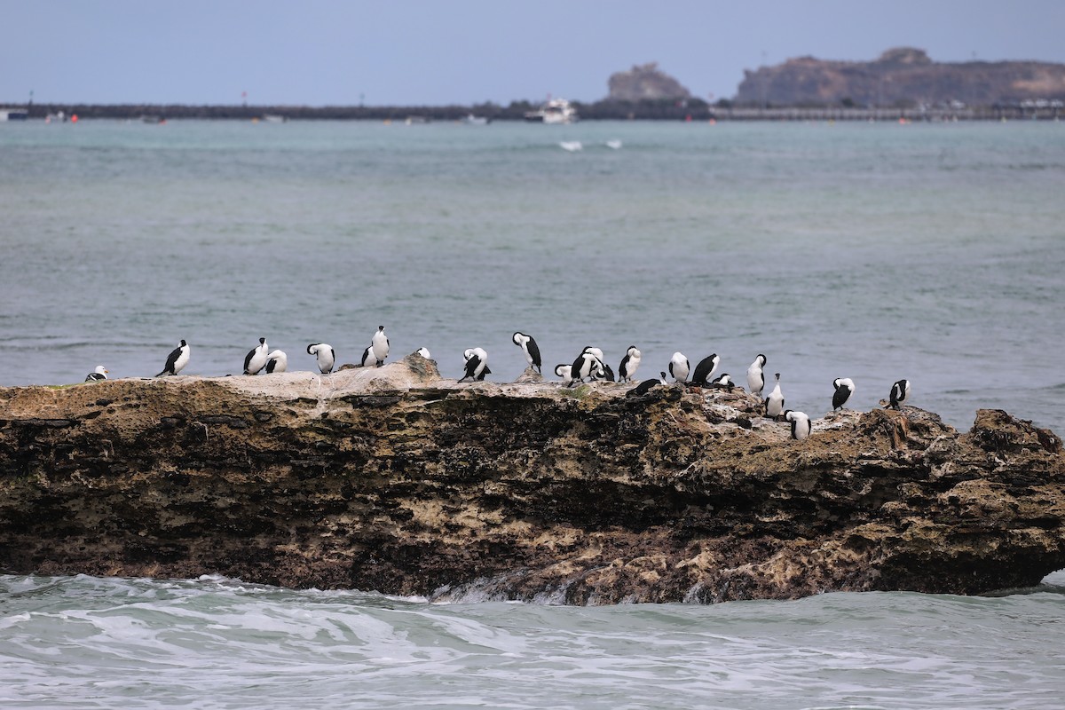 Kelp Gull - ML644438624