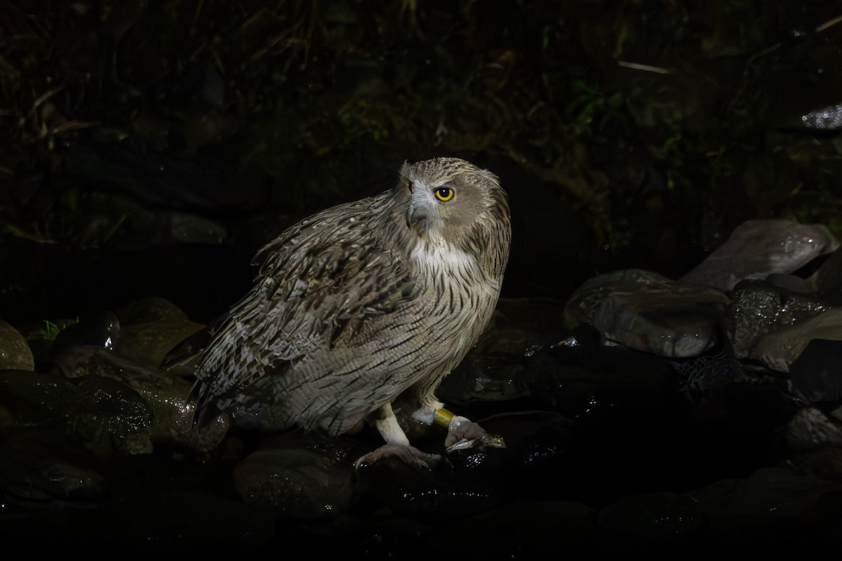 Blakiston's Fish-Owl - ML644438629