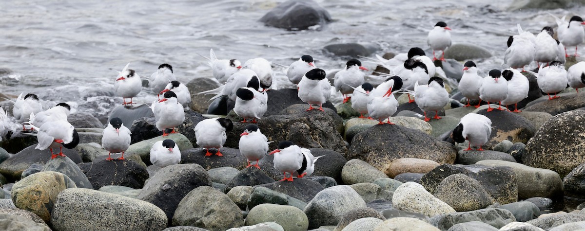 South American Tern - ML644438632