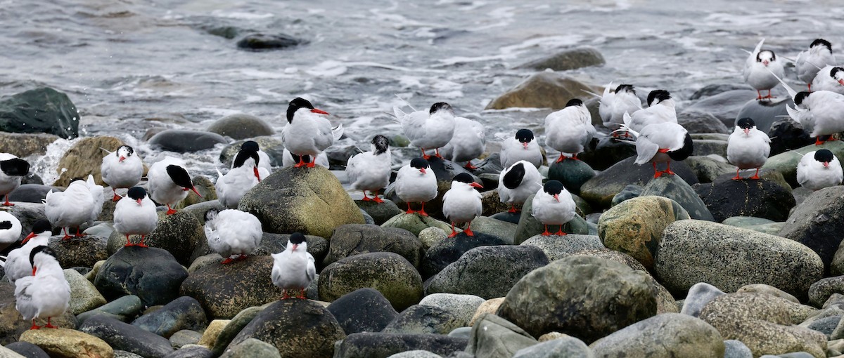 South American Tern - ML644438633