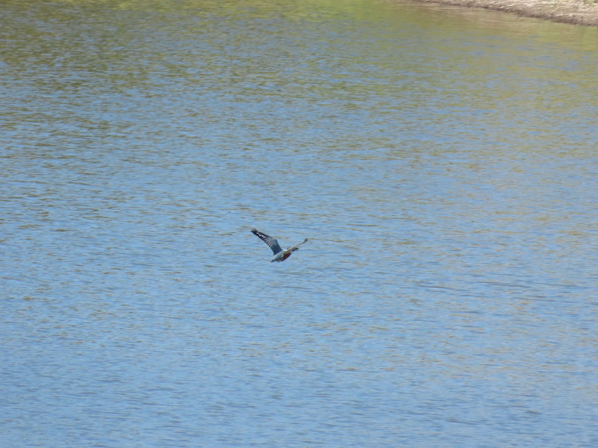 Ringed Kingfisher - ML644438634
