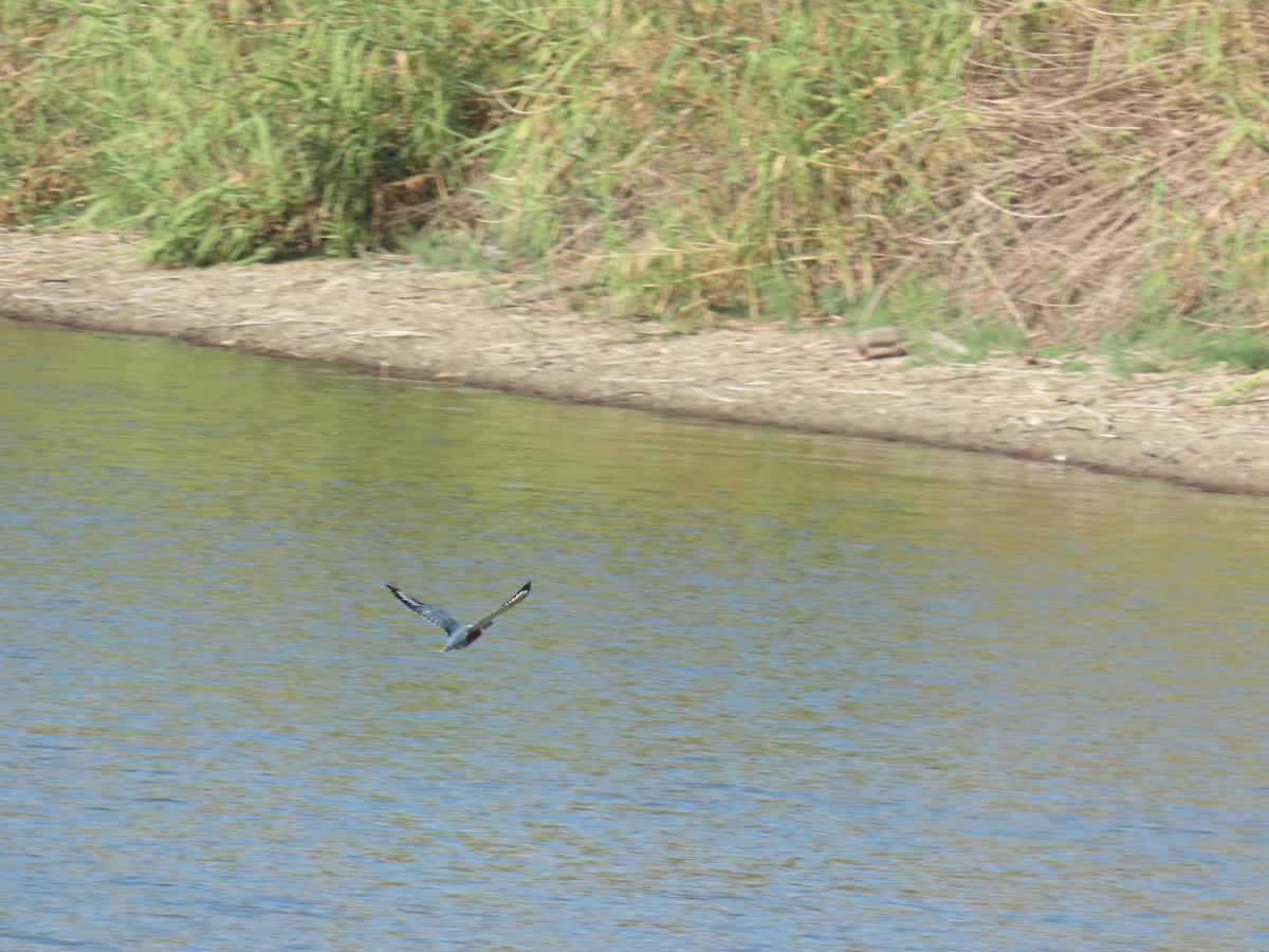Ringed Kingfisher - ML644438635