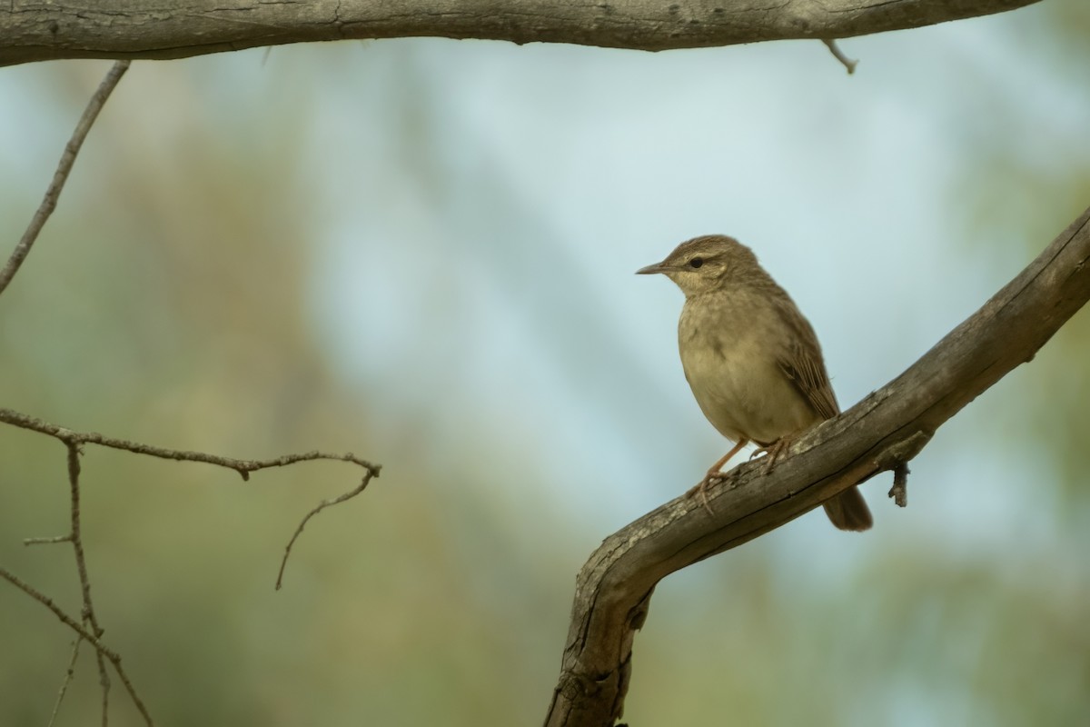 Rufous Songlark - ML644438636