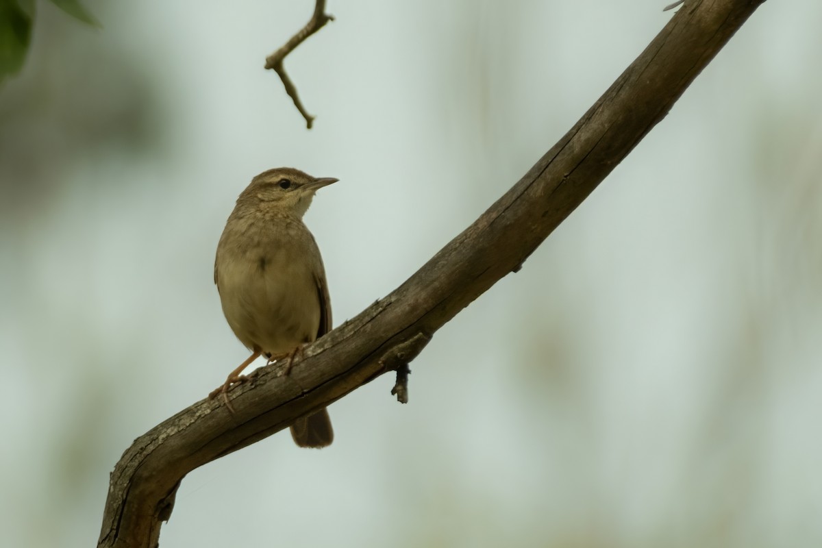 Rufous Songlark - ML644438637