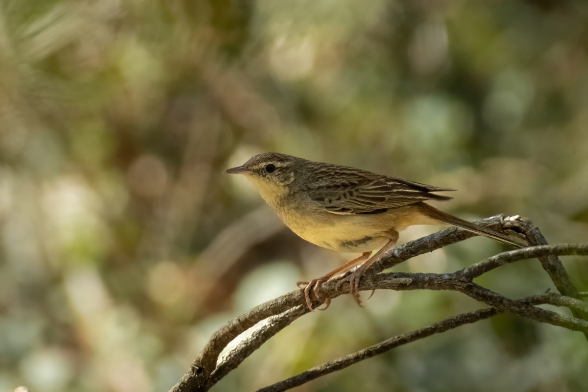 Rufous Songlark - ML644438638