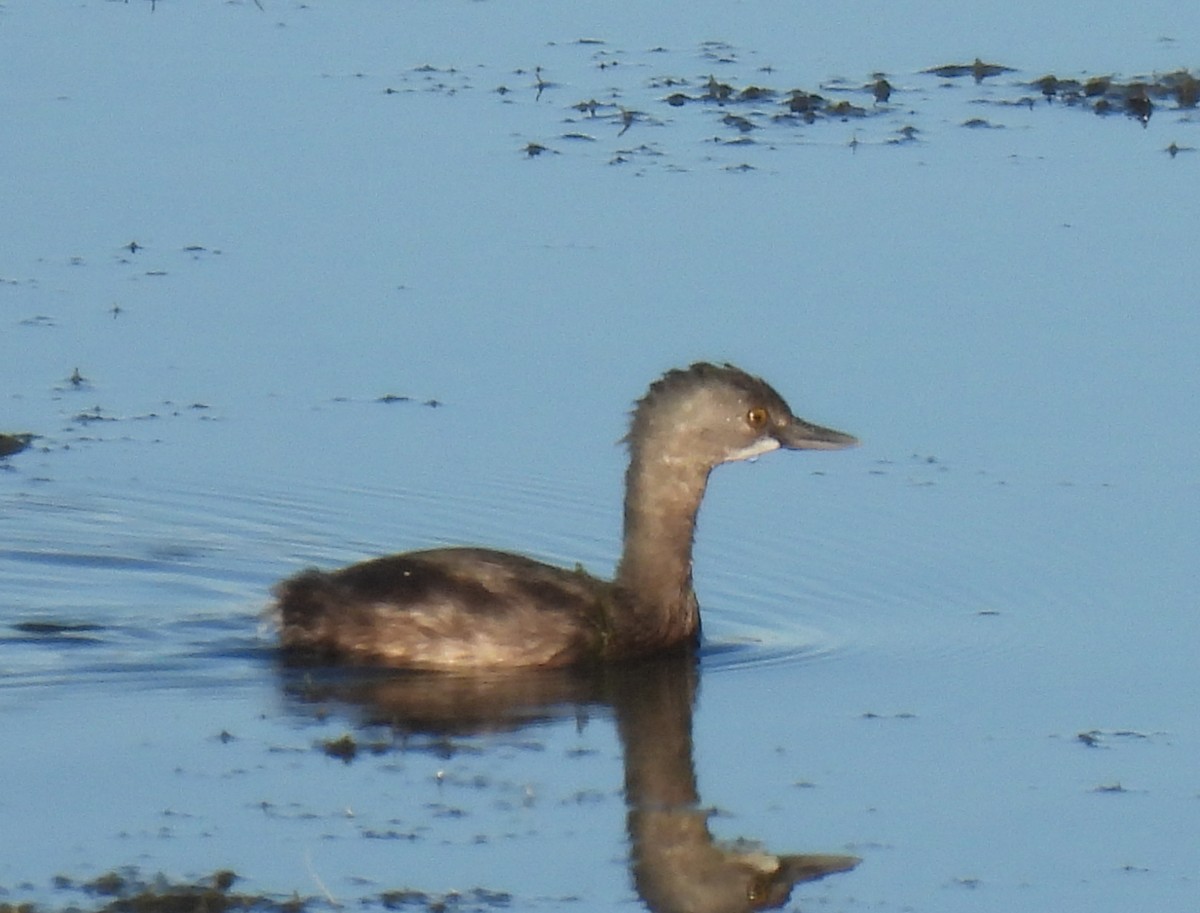 Least Grebe - ML644438644
